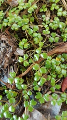 Hydrocotyle sulcata
