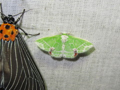 Protuliocnemis castalaria