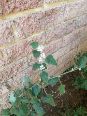 Sphaeralcea bonariensis