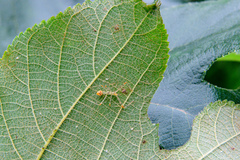 Endochus cingalensis