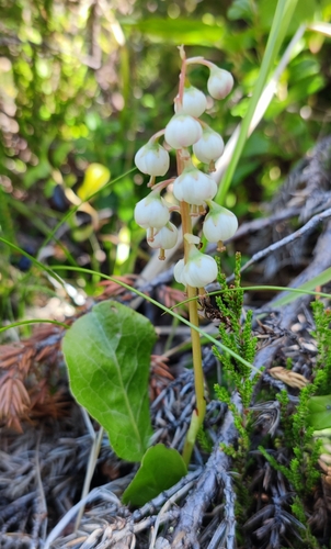 Image of Pyrola media by (c) Andreas Schneider, some rights reserved (CC BY)
