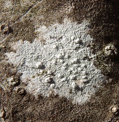 Pertusaria paratuberculifera
