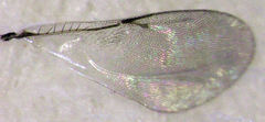 Coccidoctonus dubius