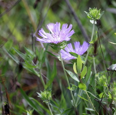 Stokesia laevis