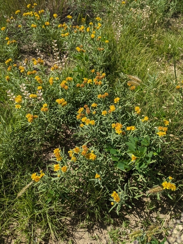 Image of Picradeniopsis oppositifolia by (c) Eric Watts, some rights reserved (CC BY)