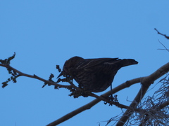 Agelaius phoeniceus