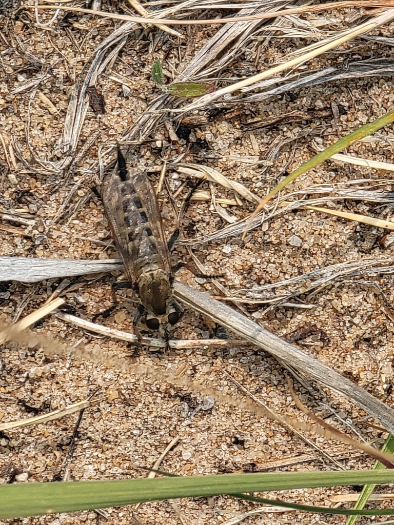 Sand Hammertail