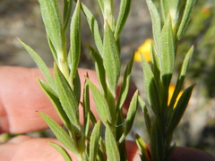 Oedera speciosa
