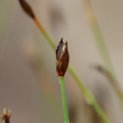 bahnička málokvetá (Eleocharis quinqueflora)