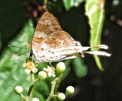 Bindahara moorei