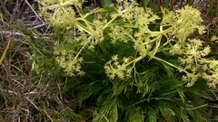 Aciphylla dissecta