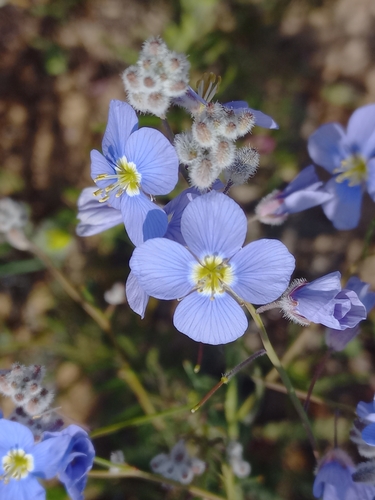 Image of Heliophila arenaria by (c) Brian du Preez, some rights reserved (CC BY-SA)