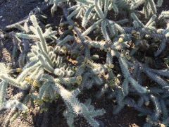 Cylindropuntia whipplei