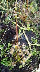 Drosera stenopetala