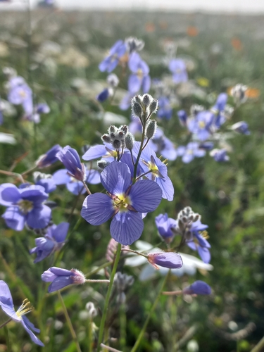 Image of Heliophila arenaria by (c) Brian du Preez, some rights reserved (CC BY-SA)