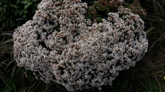 Pimelea gnidia