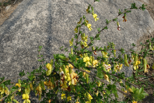 Caragana sinica (Caragana sinica)