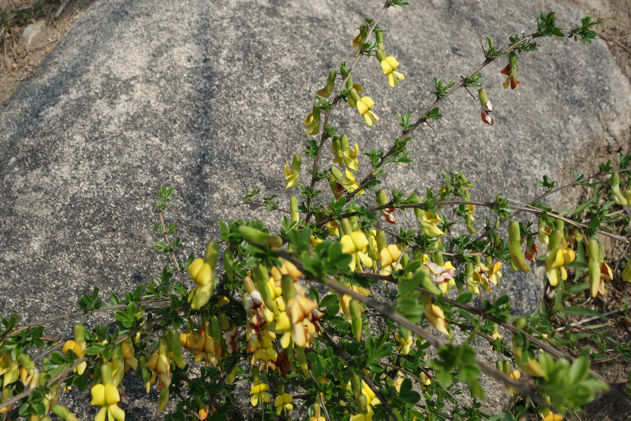 Caragana Sinica (Caragana sinica)