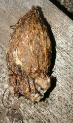 Corynocarpus laevigatus