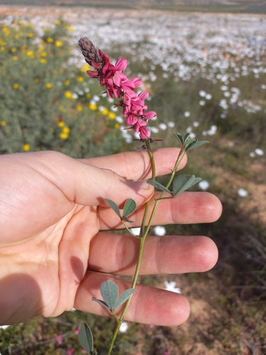 Image of Indigofera bassonii by (c) Brian du Preez, some rights reserved (CC BY-SA)