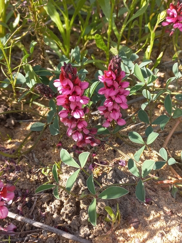Image of Indigofera bassonii by (c) Brian du Preez, some rights reserved (CC BY-SA)