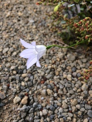 Wahlenbergia pygmaea