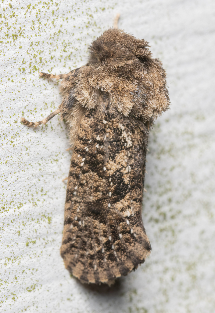 Arcane Grass Tubeworm Moth