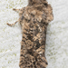 Acrolophus arcanella - Photo (c) Don Marsille,  זכויות יוצרים חלקיות (CC BY-NC), הועלה על ידי Don Marsille