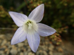 Wahlenbergia pygmaea