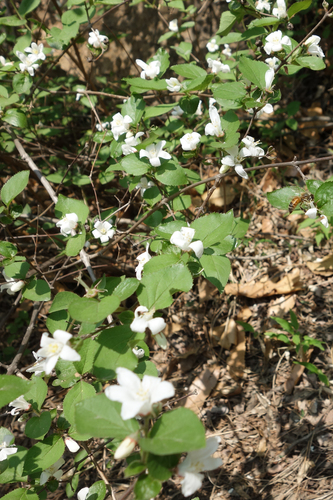 Largeflower deutzia (Deutzia grandiflora)