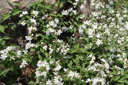 Largeflower deutzia (Deutzia grandiflora)