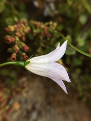 Wahlenbergia pygmaea