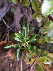 Wahlenbergia pygmaea