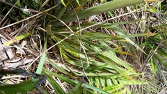 Aciphylla colensoi