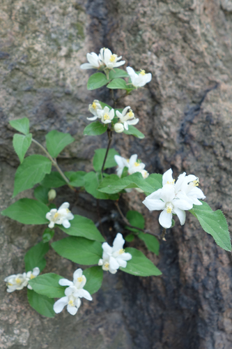 Largeflower deutzia (Deutzia grandiflora)