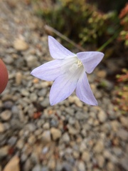 Wahlenbergia pygmaea