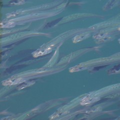 Sardinops sagax
