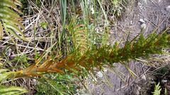 Aciphylla colensoi