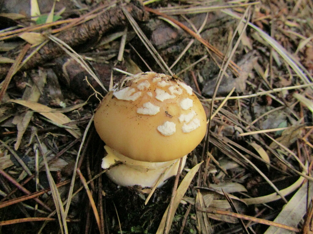 Amanita toxica · June 2023 · photo: © avilezbf (iNaturalist, cc-by)