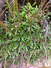 Wahlenbergia pygmaea
