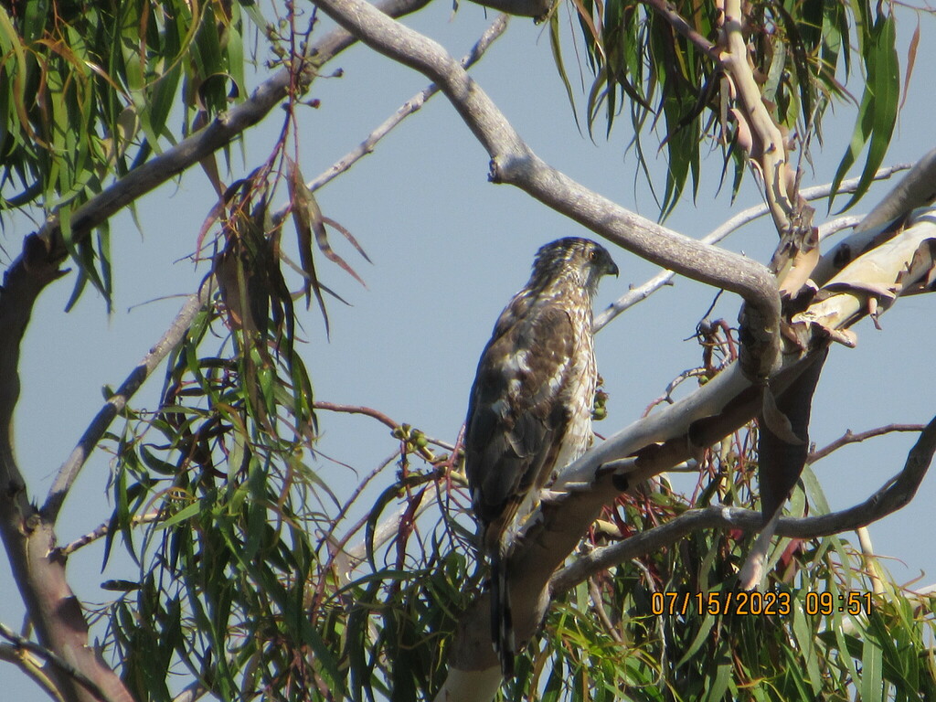 Cooper's Hawk from 2800 Mesa Dr, Oceanside, CA 92054, USA on July 15, 2023 at 0951 AM by