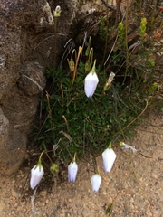 Wahlenbergia pygmaea