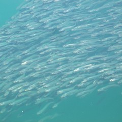 Sardinops sagax