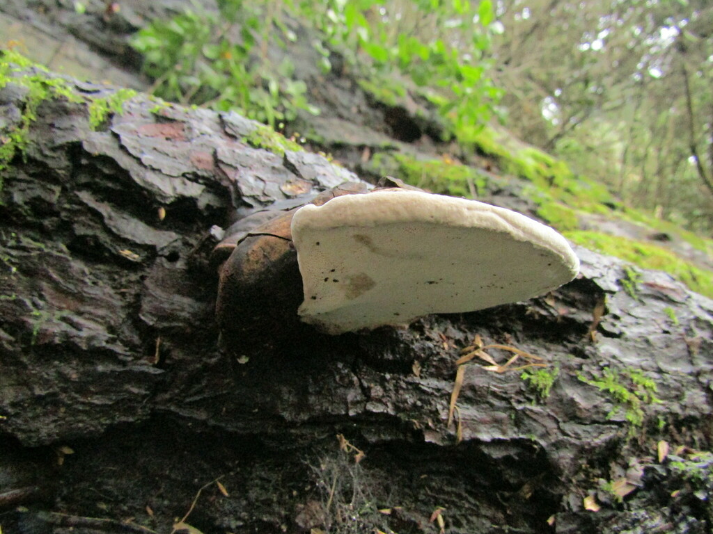 Ganoderma australe · July 2023 · photo: © avilezbf (iNaturalist, cc-by)