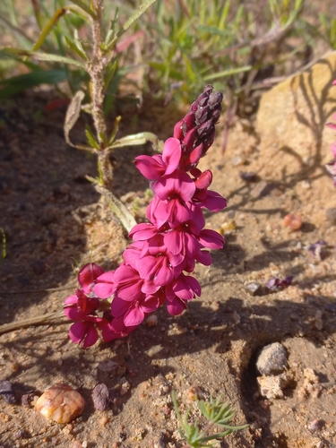 Indigofera bassonii MS (Indigofera bassonii)