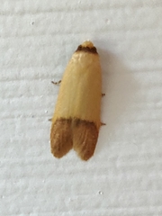 Tachystola stenoptera