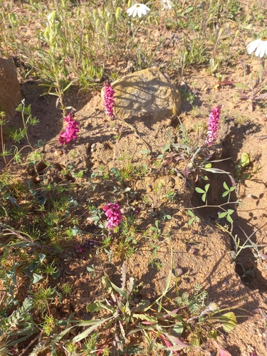 Image of Indigofera bassonii by (c) Brian du Preez, some rights reserved (CC BY-SA)