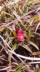 Astelia linearis