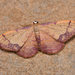 Idaea ostrinaria - Photo (c) Paolo Mazzei, some rights reserved (CC BY-NC), uploaded by Paolo Mazzei