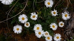 Celmisia hieraciifolia